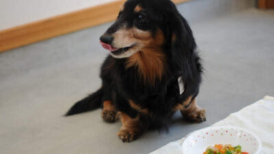 ペット関連講座 終了のお知らせ