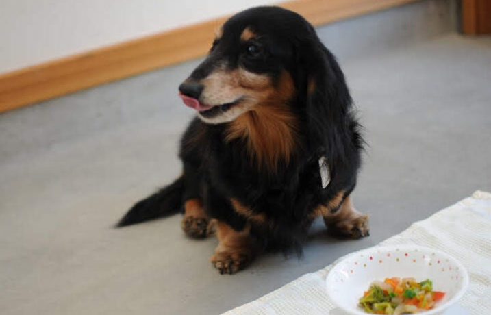 ペット関連講座 終了のお知らせ